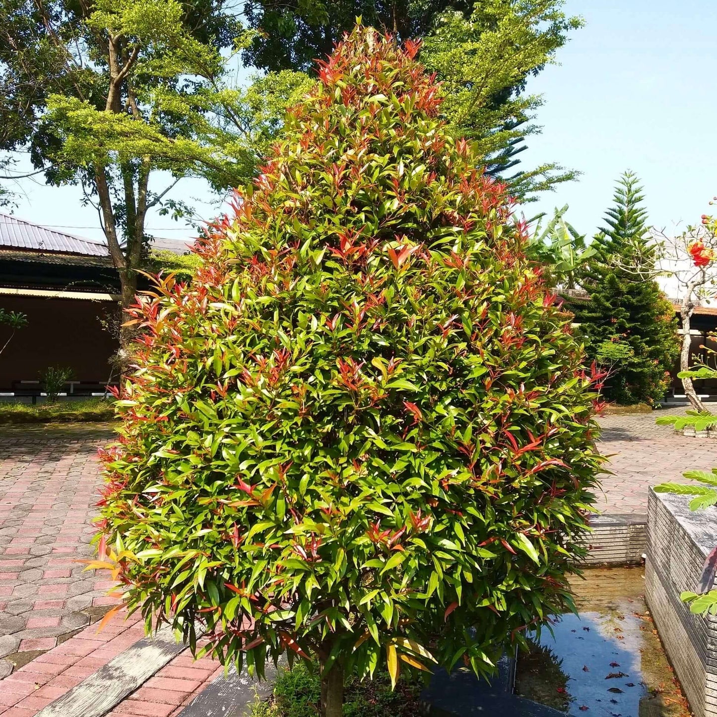 Australian Brush Cherry (7823953953023)