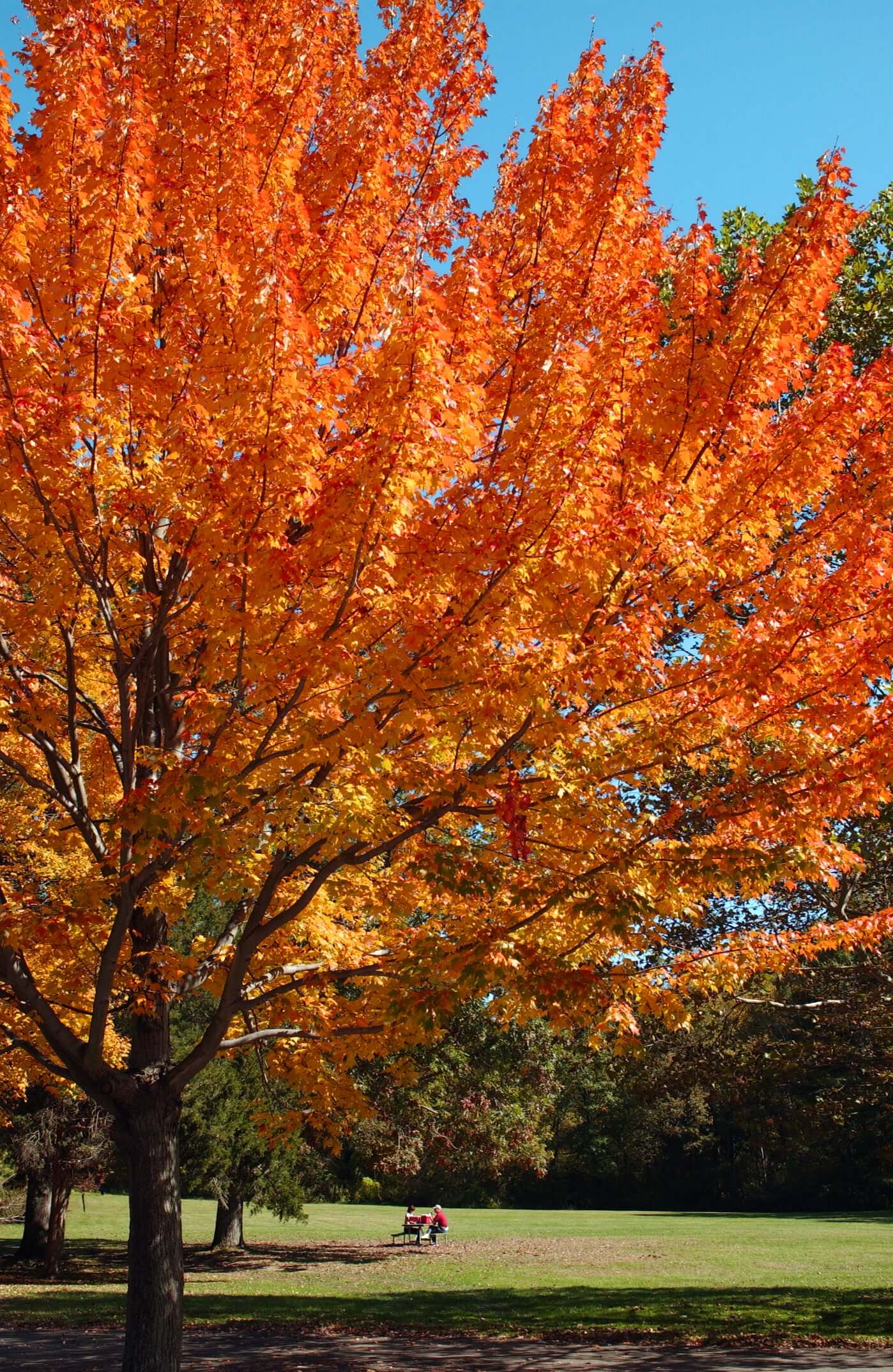 Autumn Blaze Red Maple Tree (7888767254783)