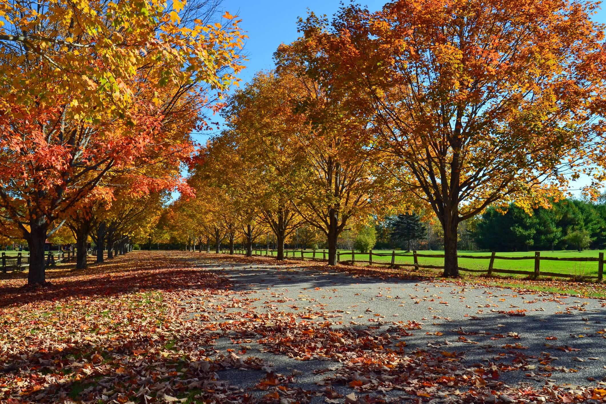 Autumn Blaze Maple | www.PlantsExpress.com