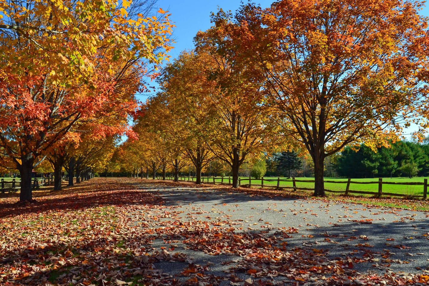 Autumn Blaze Red Maple Tree (7888767254783)