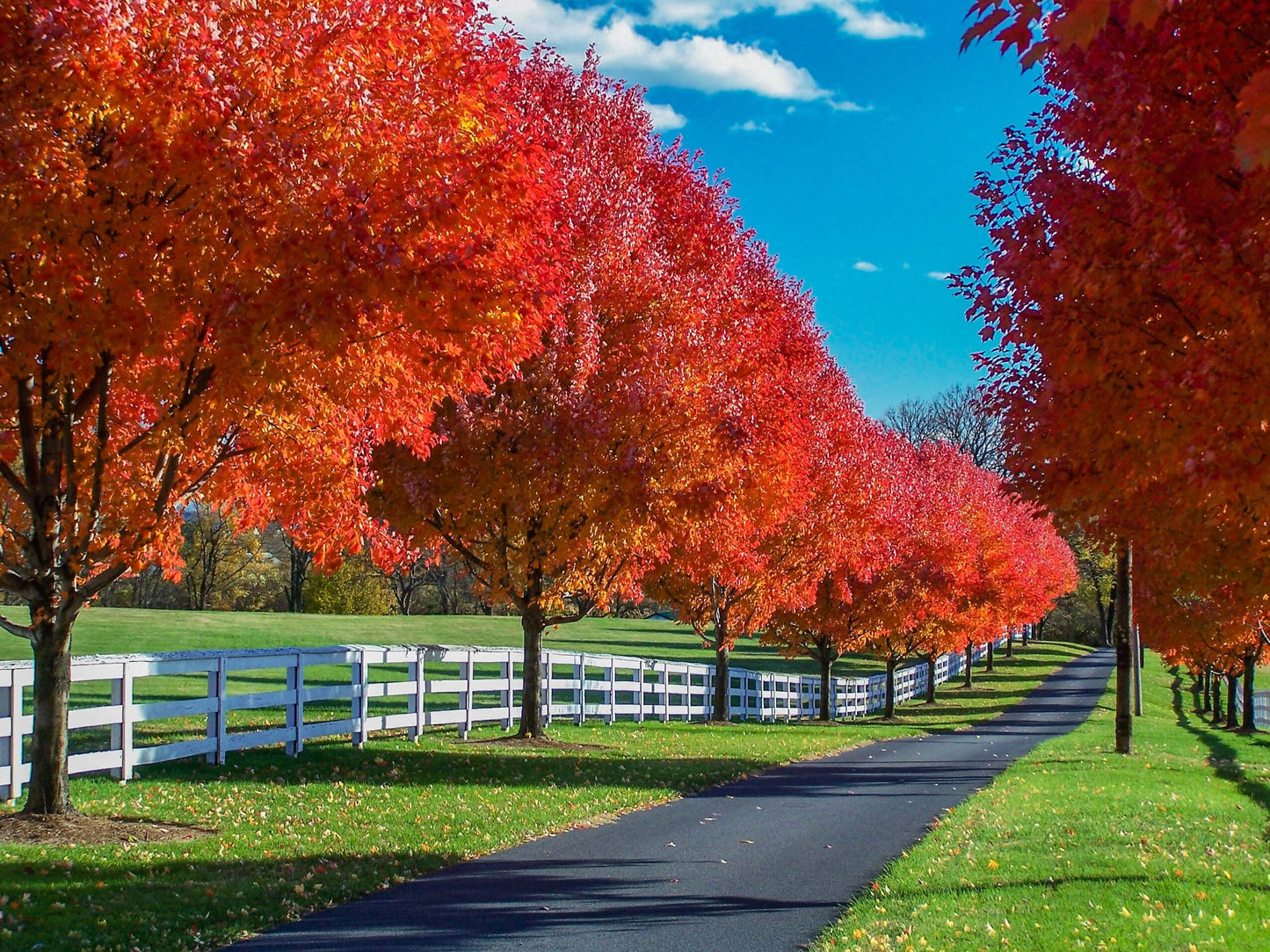 Autumn Blaze Red Maple Tree (7888767254783)