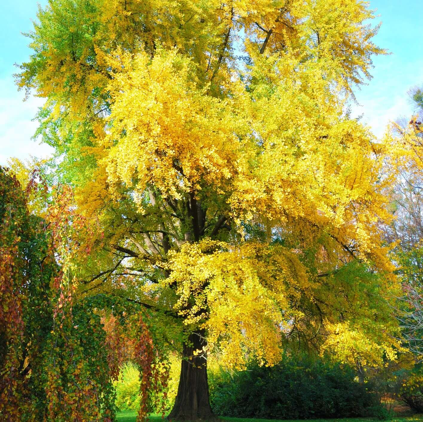 Ginkgo biloba (7909600788735)