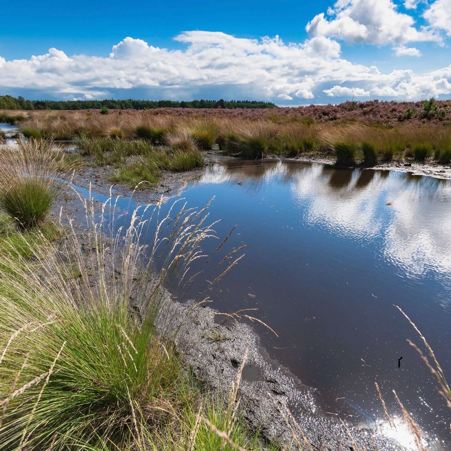 Autumn Moor Grass (7823953854719)