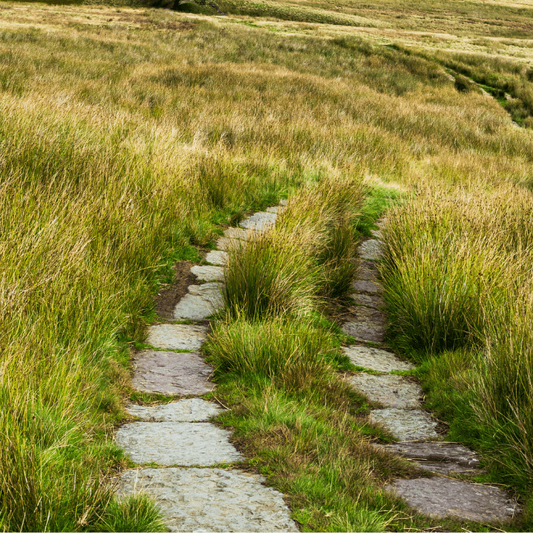 Autumn Moor Grass (7823953854719)
