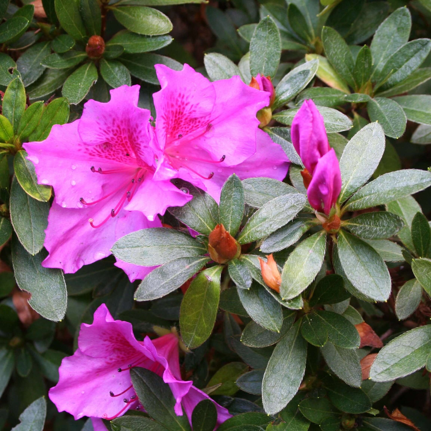 Azalea Formosa Phoenicia (7994782679295)