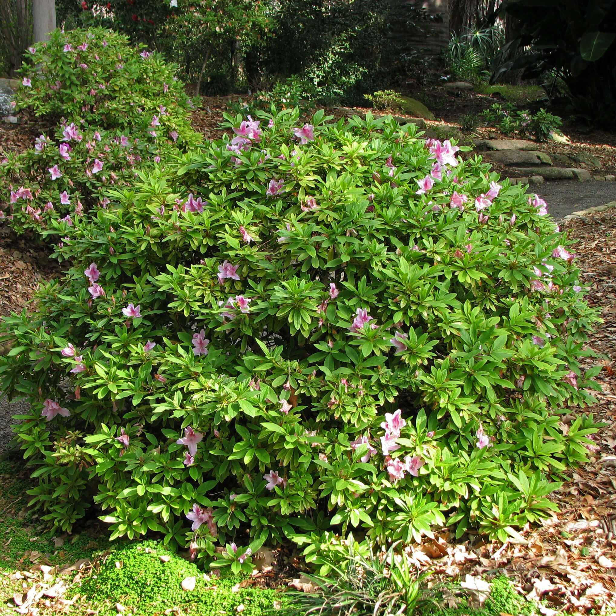 Azalea 'George L. Taber' – Plants Express
