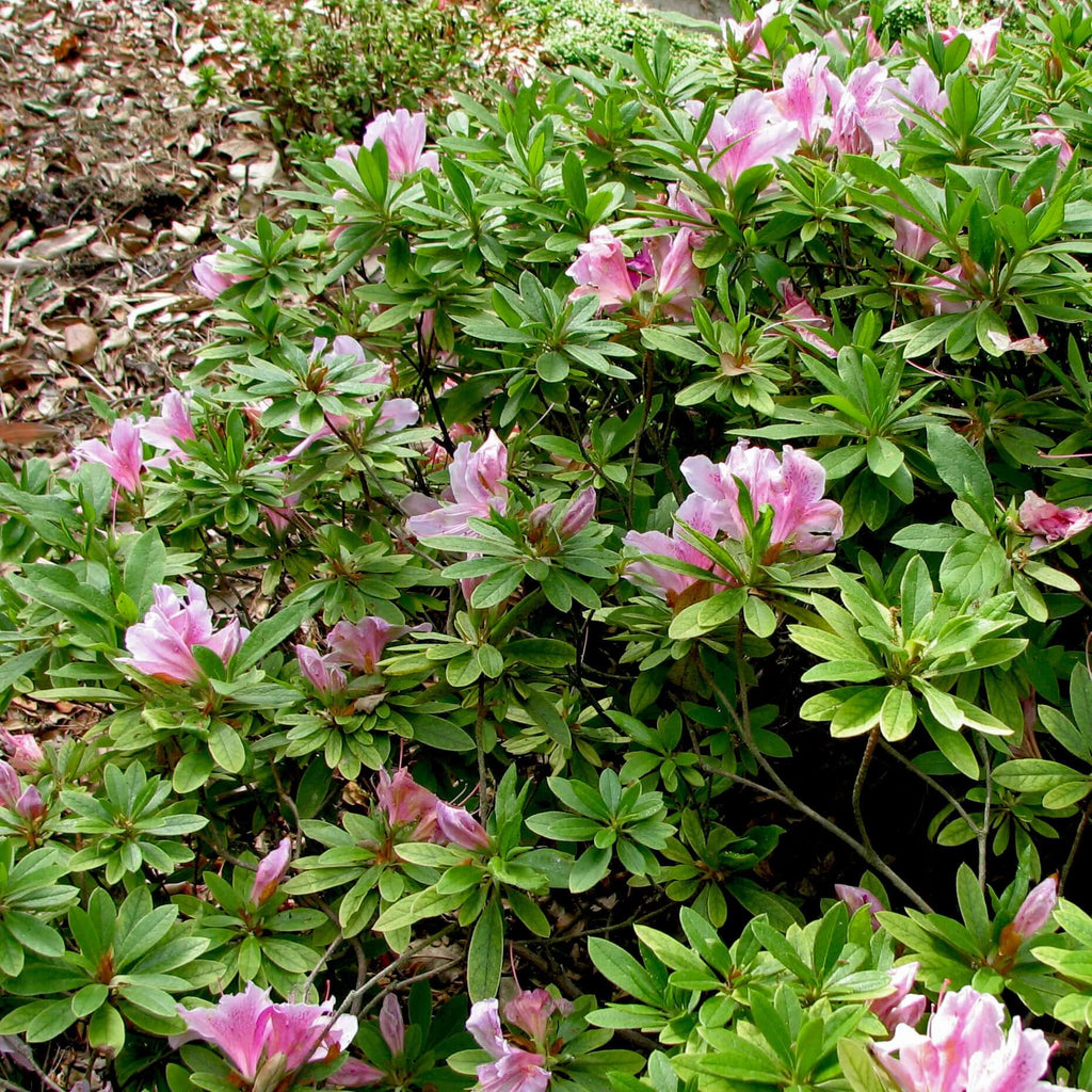 Azalea George L Taber (7994782580991)
