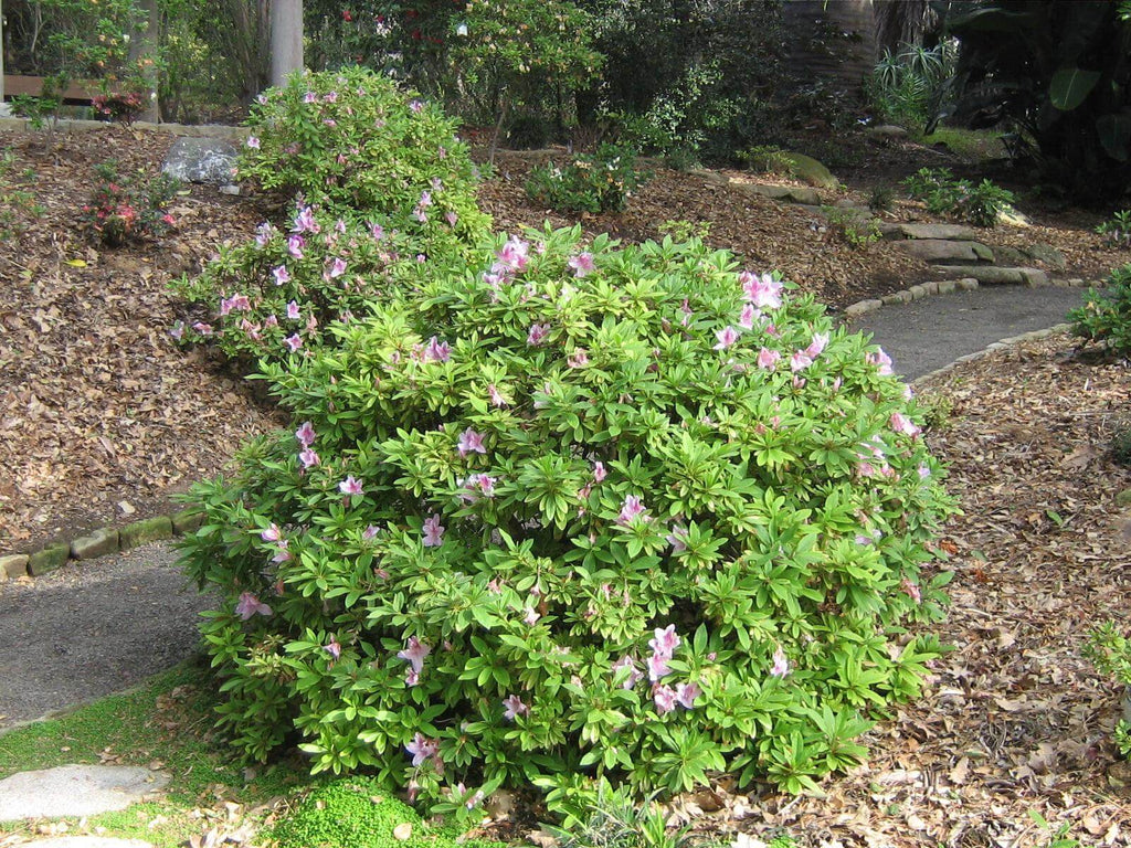 Azalea George L Taber (7994782580991)