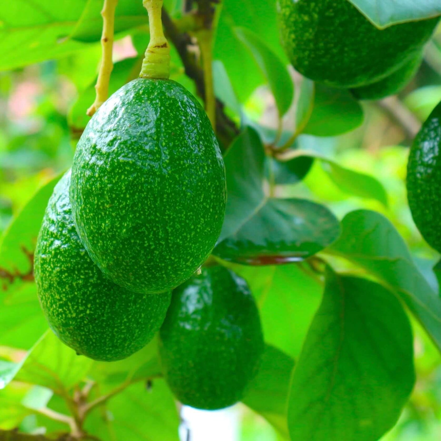 Bacon Avocado Plants Express