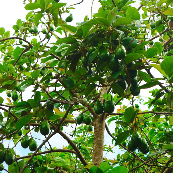 avocado plant pot size Bacon Avocado Tree (Persea americana 'Bacon') - 15 Gal