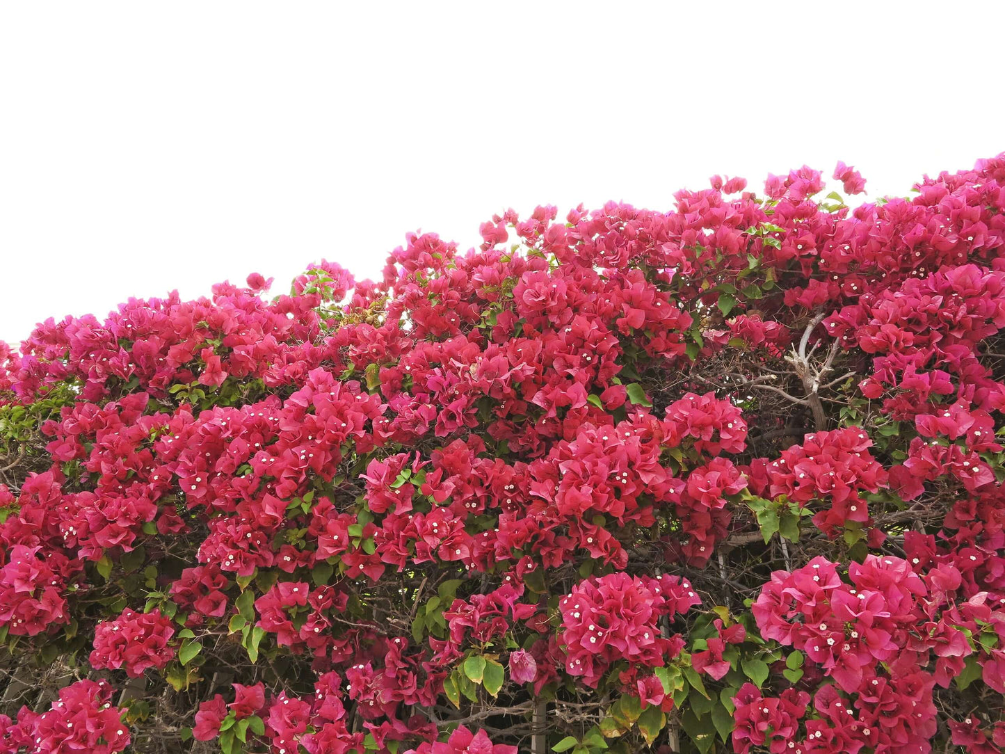 Barbara Karst Bougainvillea (7823949431039)