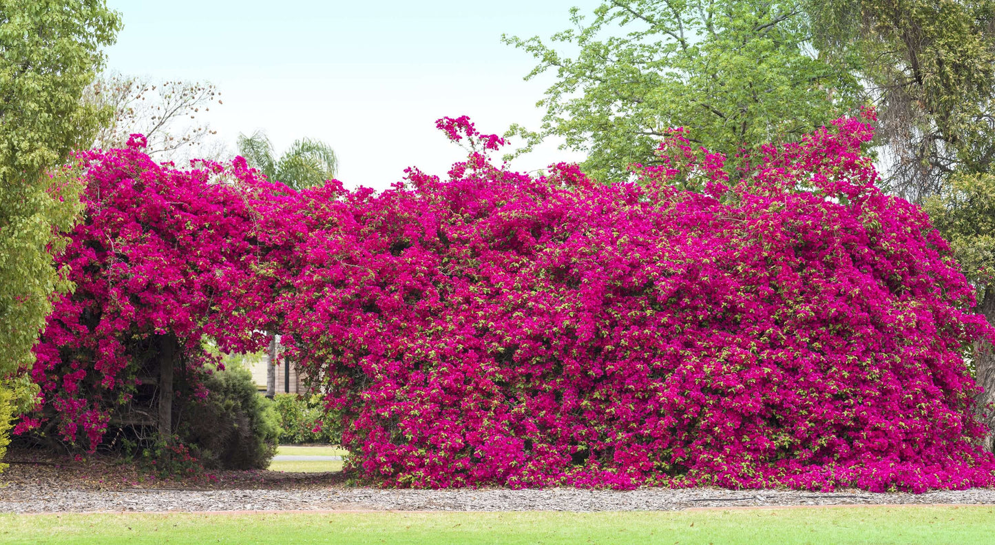 Barbara Karst Bougainvillea (7823949431039)