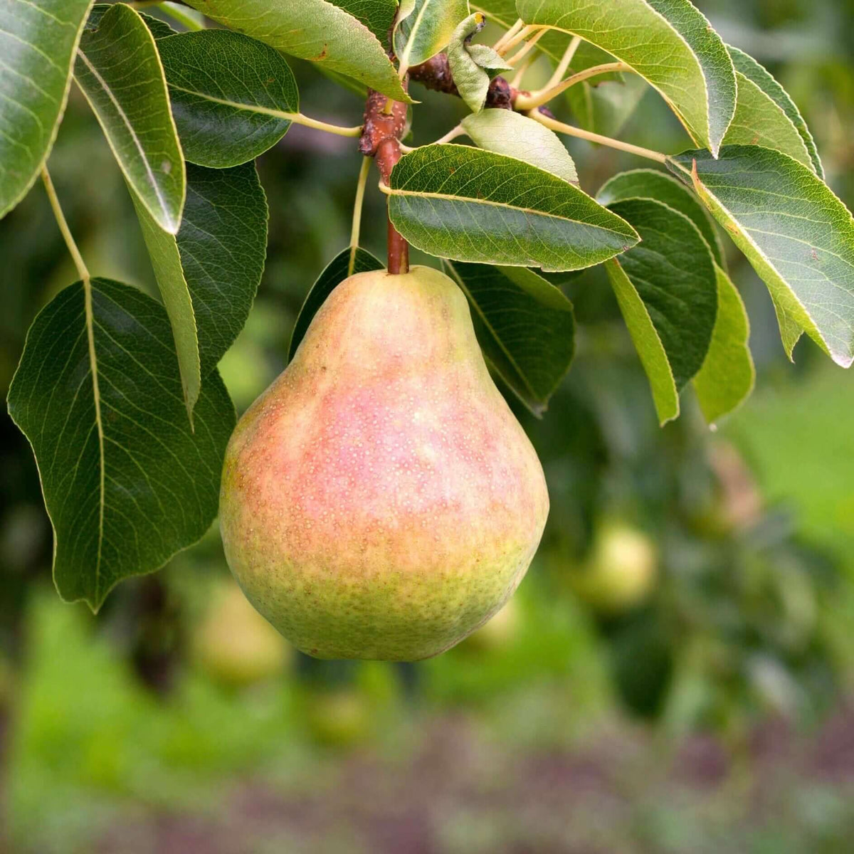 Pear Trees for Sale | PlantsExpress.com – Plants Express