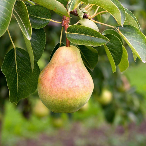 Bartlett Pear | Plants Express