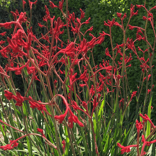 kangaroo palm plant Anigozanthos 'Big Red'