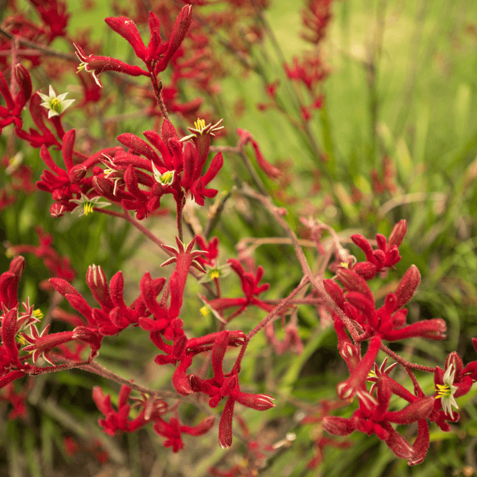 kangaroo palm plant Anigozanthos 'Big Red'