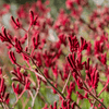 Red Kangaroo Paw