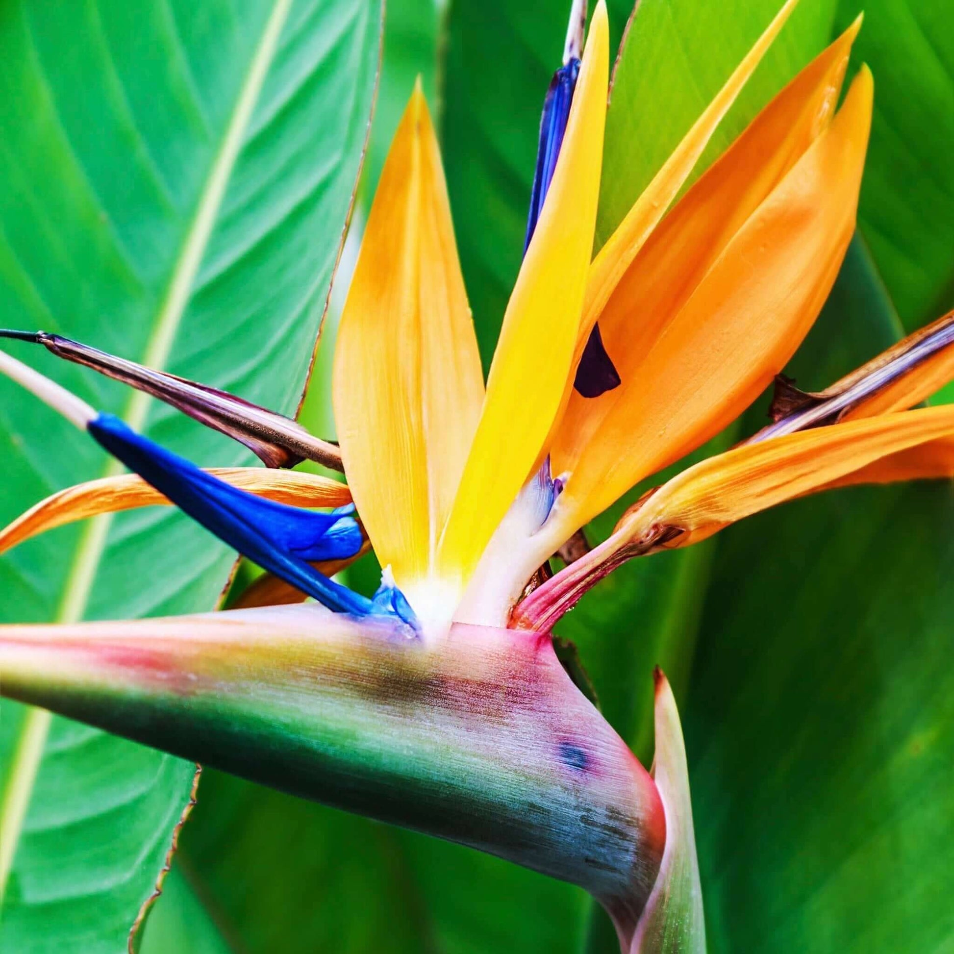 best fertilizer for bird of paradise plant Bird of Paradise (Strelitzia reginae) – Plants Express