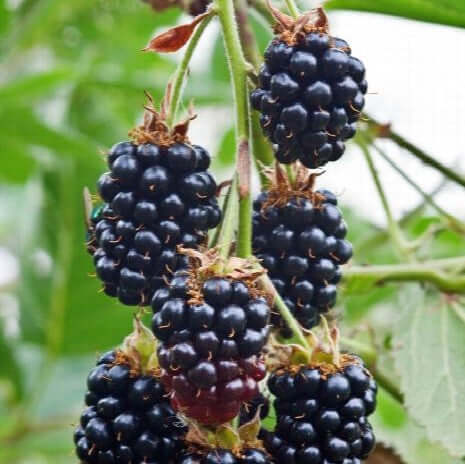 Black Satin Thornless Blackberry (7931568390399)