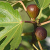 Black Mission Fig Tree