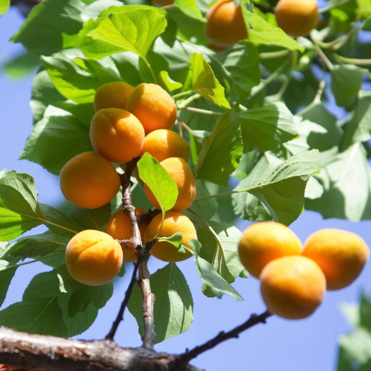 Apricot Trees | Plants Express