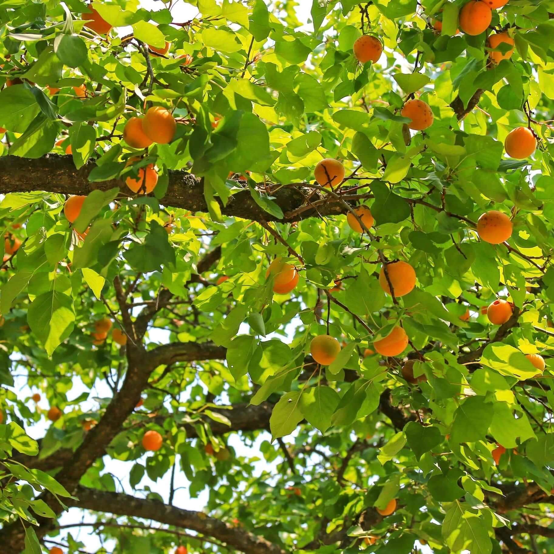 Dwarf Apricot Tree dwarf-apricot-tree