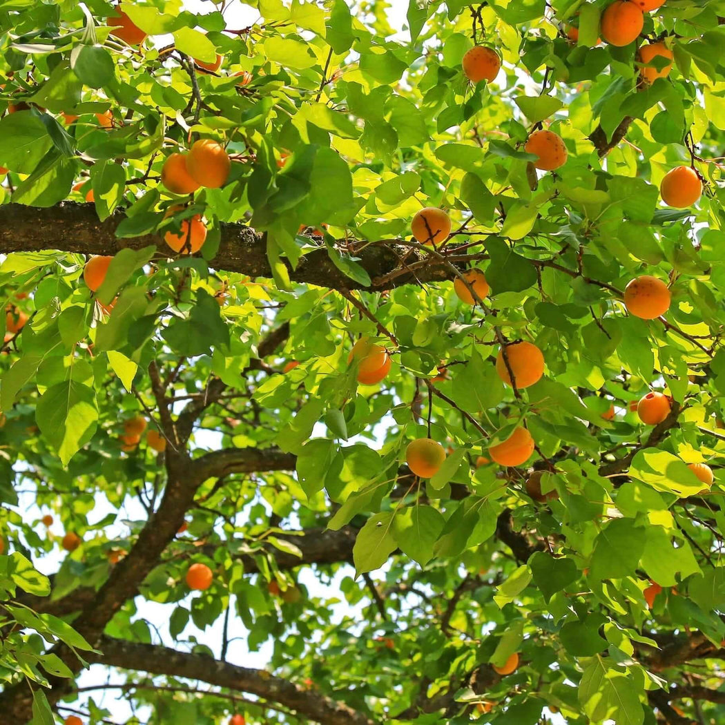 Apricot Trees | Plants Express