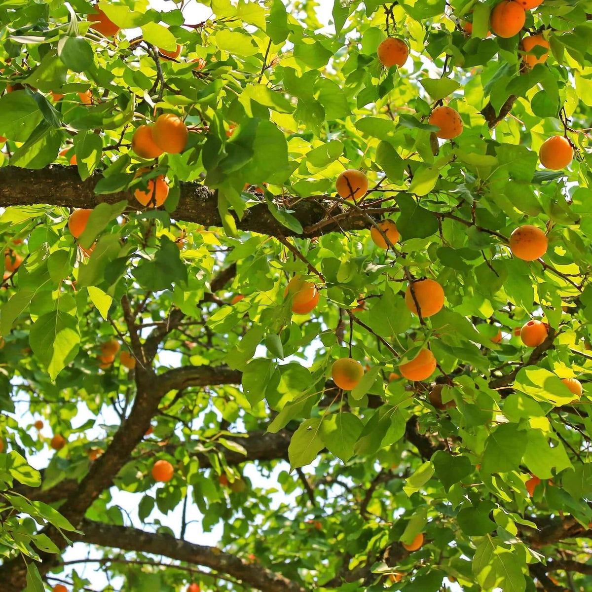 Apricot Trees | Plants Express
