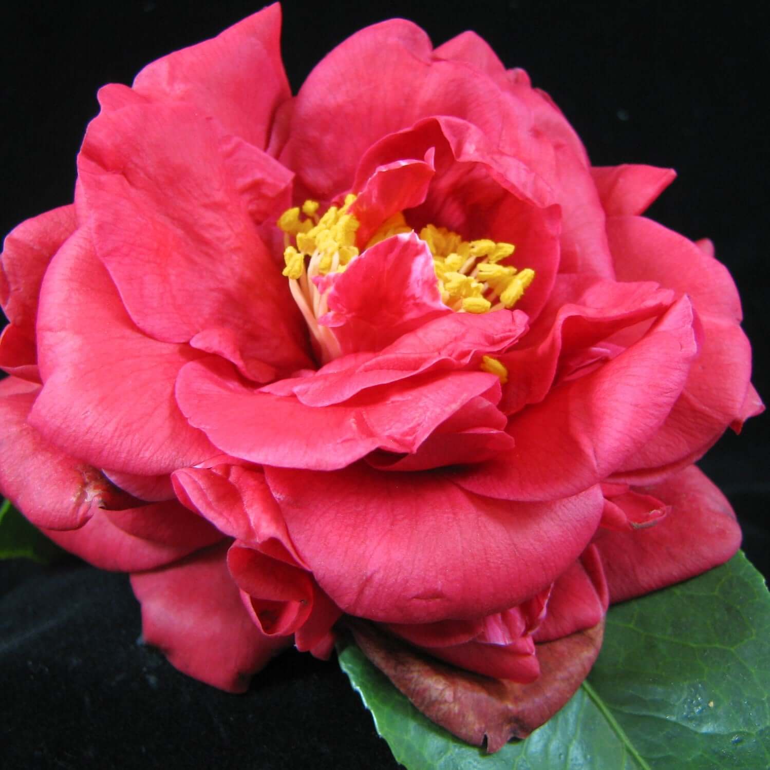 Camellia japonica 'Blood of China' (7920912236799)