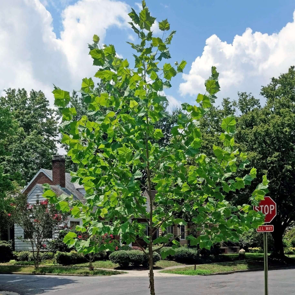 Bloodgood London Plane Tree (7823952511231)