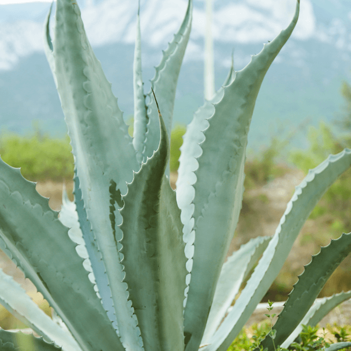 Blue American Agave Plant (7823948775679)