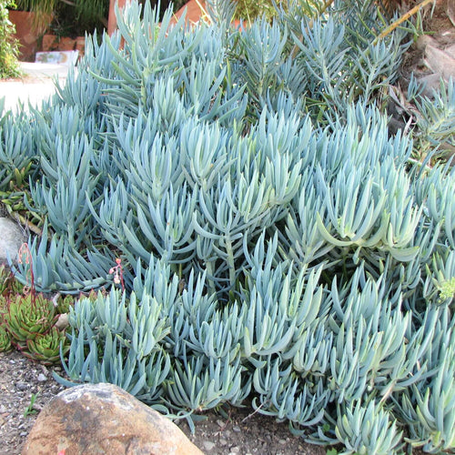 blue chalk sticks succulent flower Senecio mandraliscae 'Blue Chalk Sticks' – Plants Express