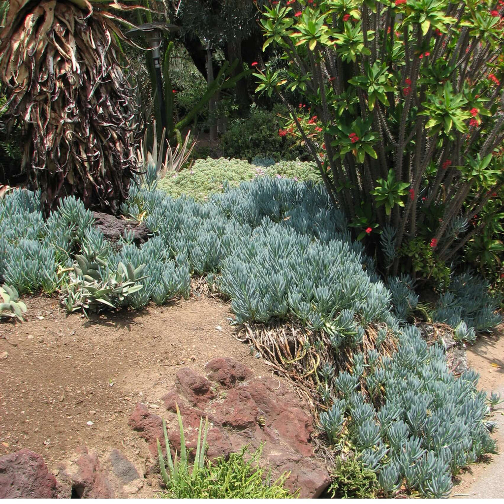 blue pencil succulent Senecio mandraliscae 'Blue Chalk Sticks' – Plants Express