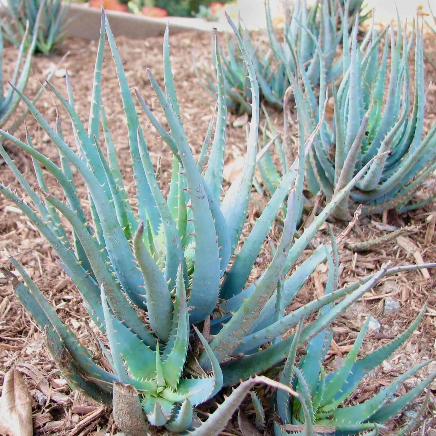 Blue Elf Aloe (7889211326719)