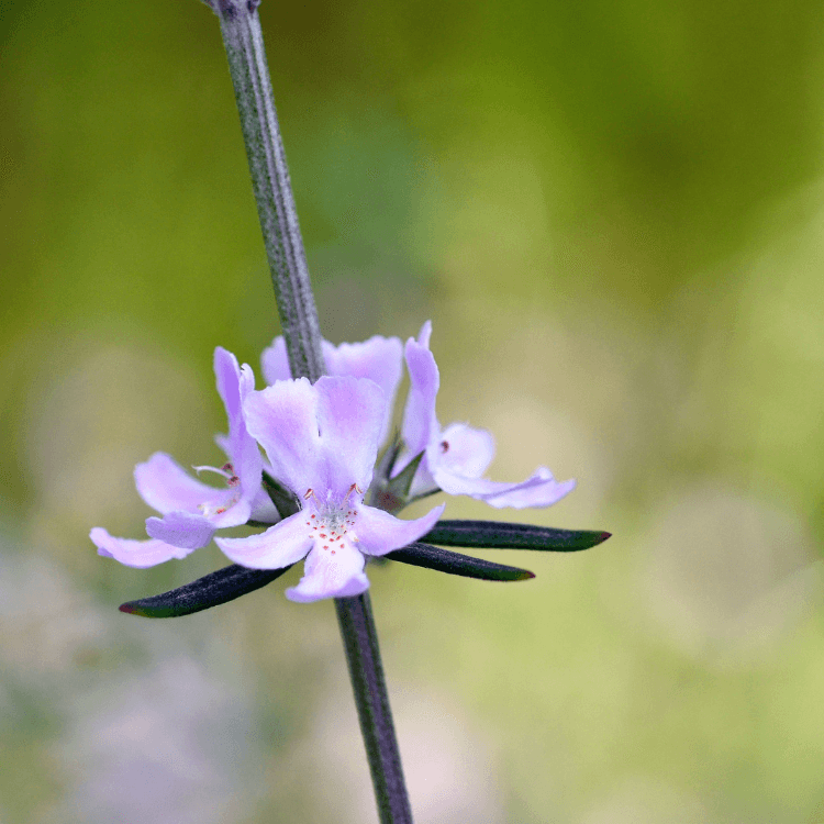 Westringia Blue Gem (7898871464191)