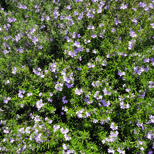 Westringia Blue Gem ('WES03') – Plants Express