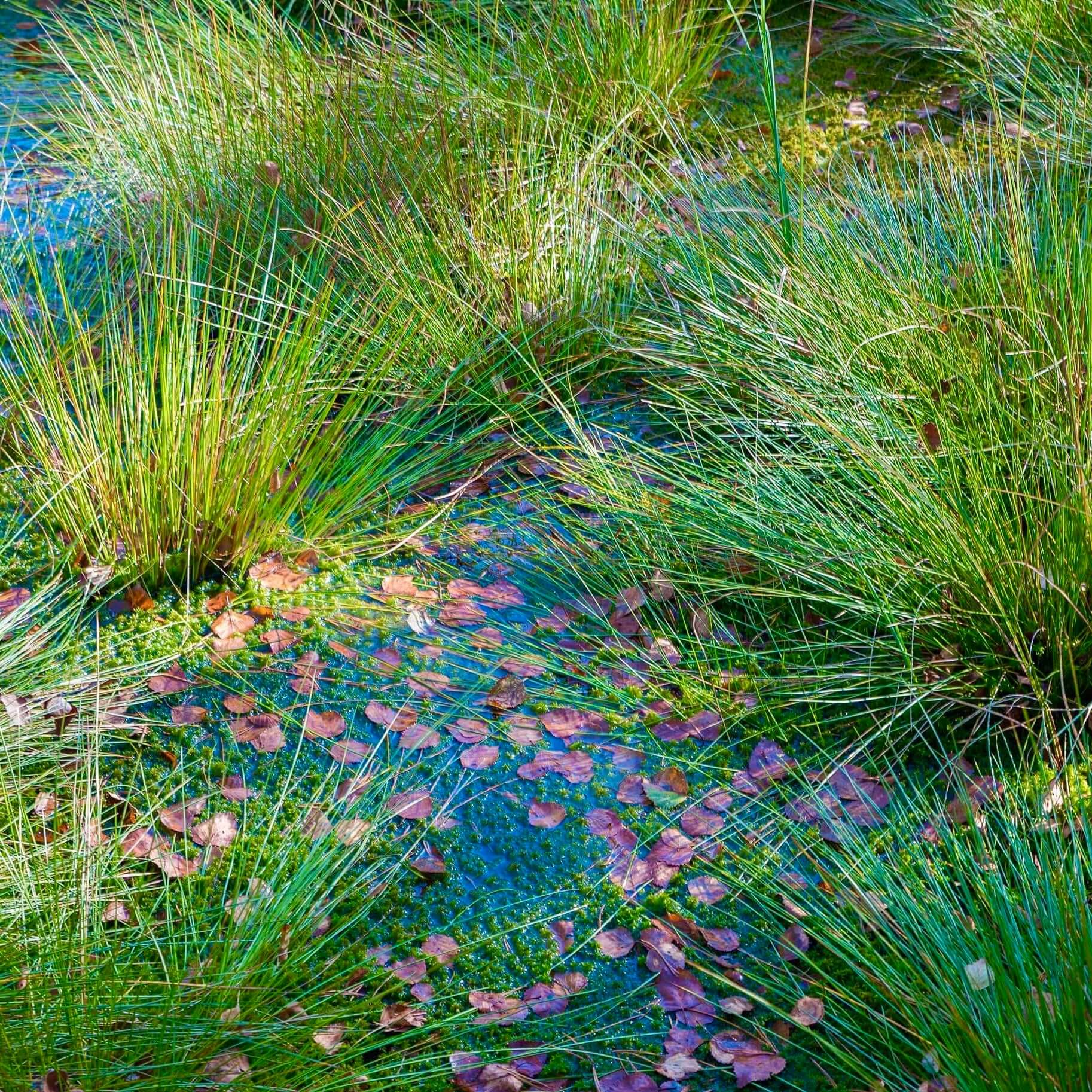 Blue Moor Grass (7823953756415)
