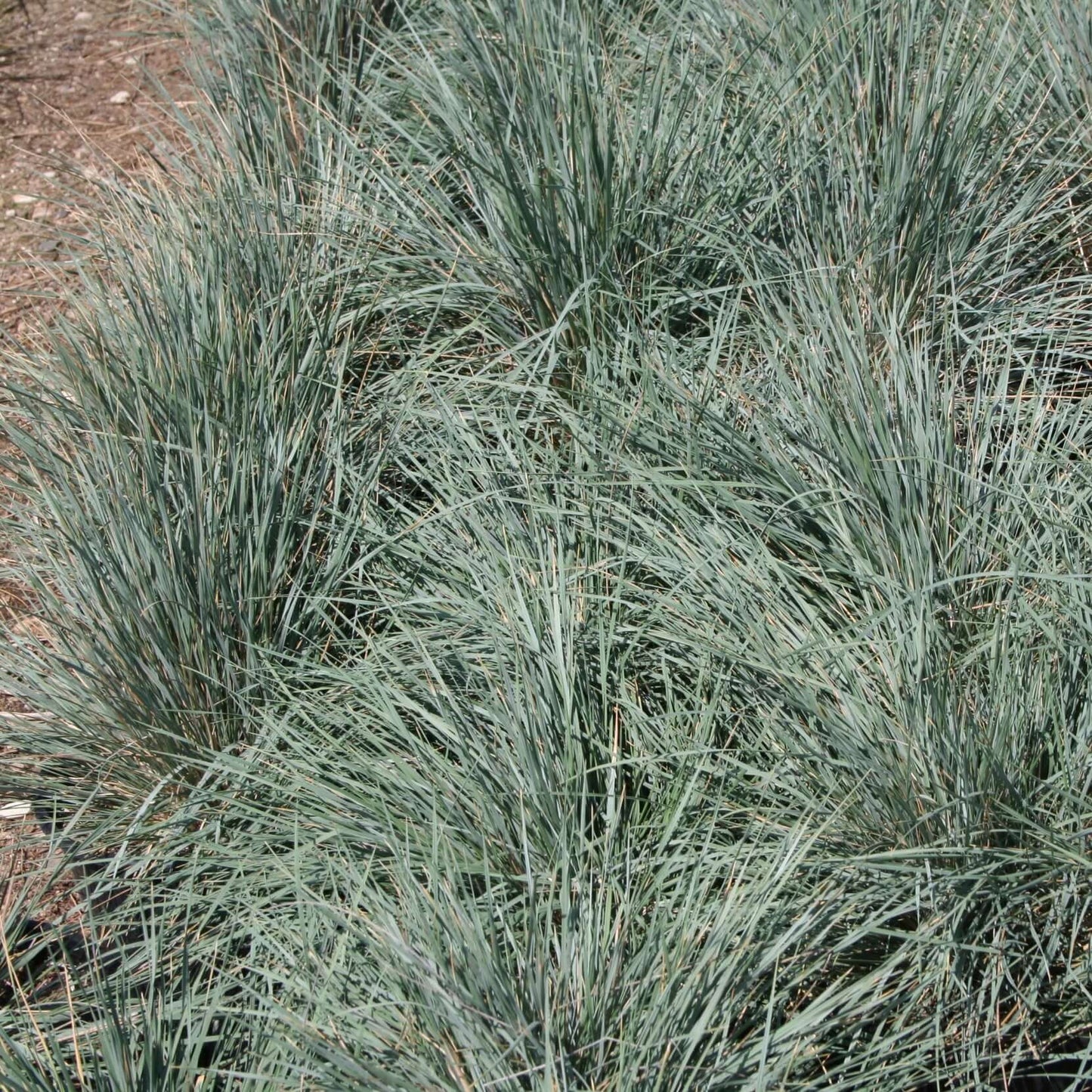 Blue Oat Grass (7931568455935)