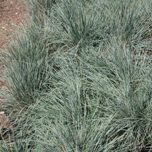 Blue Oat Grass | Plants Express