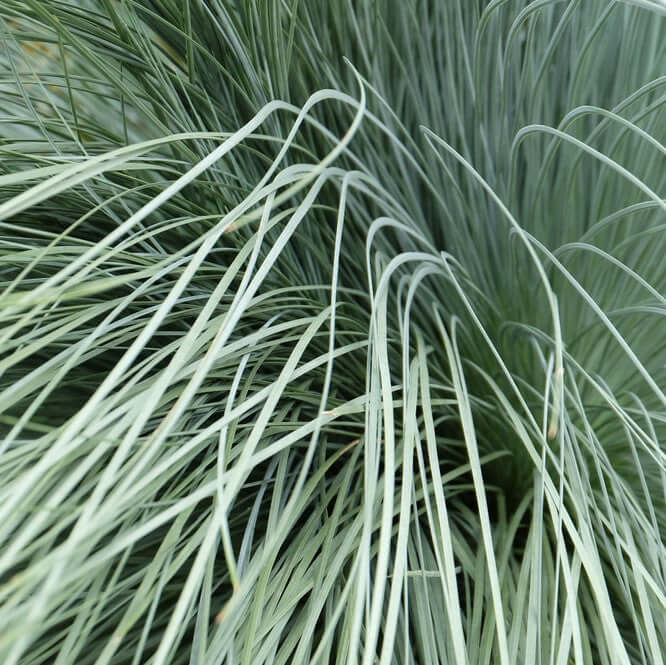 Blue Oat Grass (7931568455935)