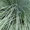 Blue Oat Grass
