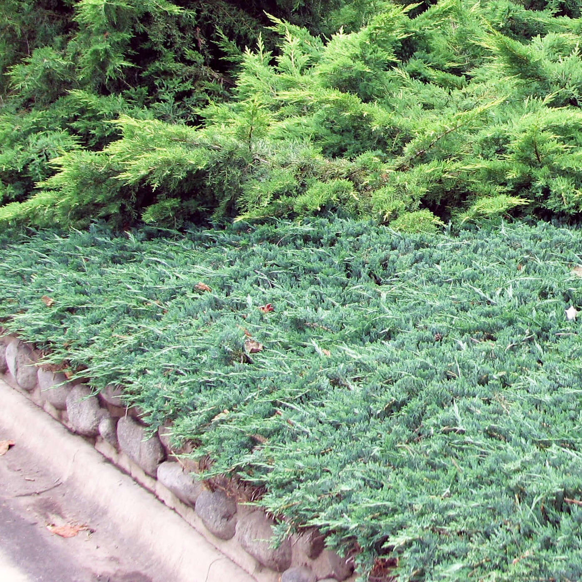 Juniper Rug Knockout Roses Blue Rug Juniper for Sale | Plants Express