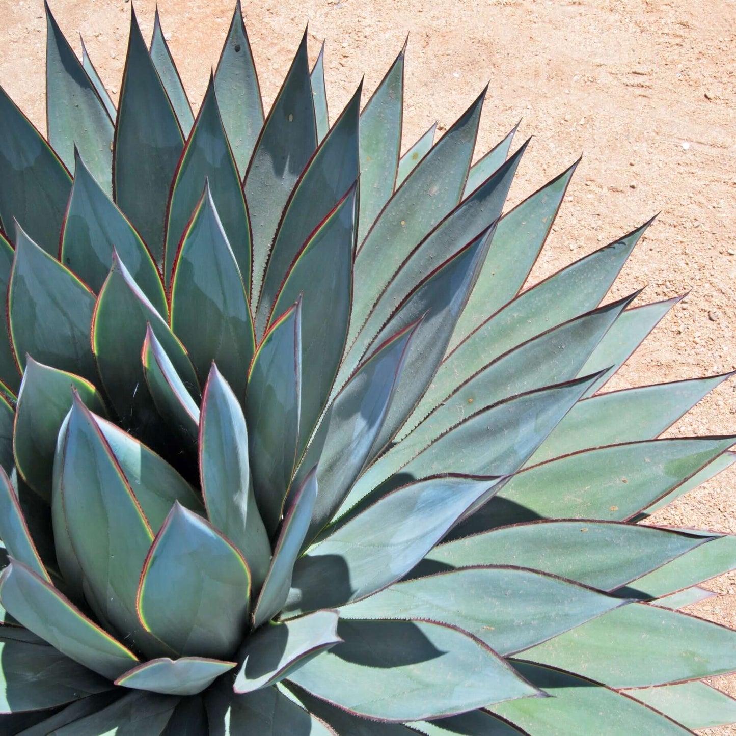 Agave Blue Glow (7823948710143)