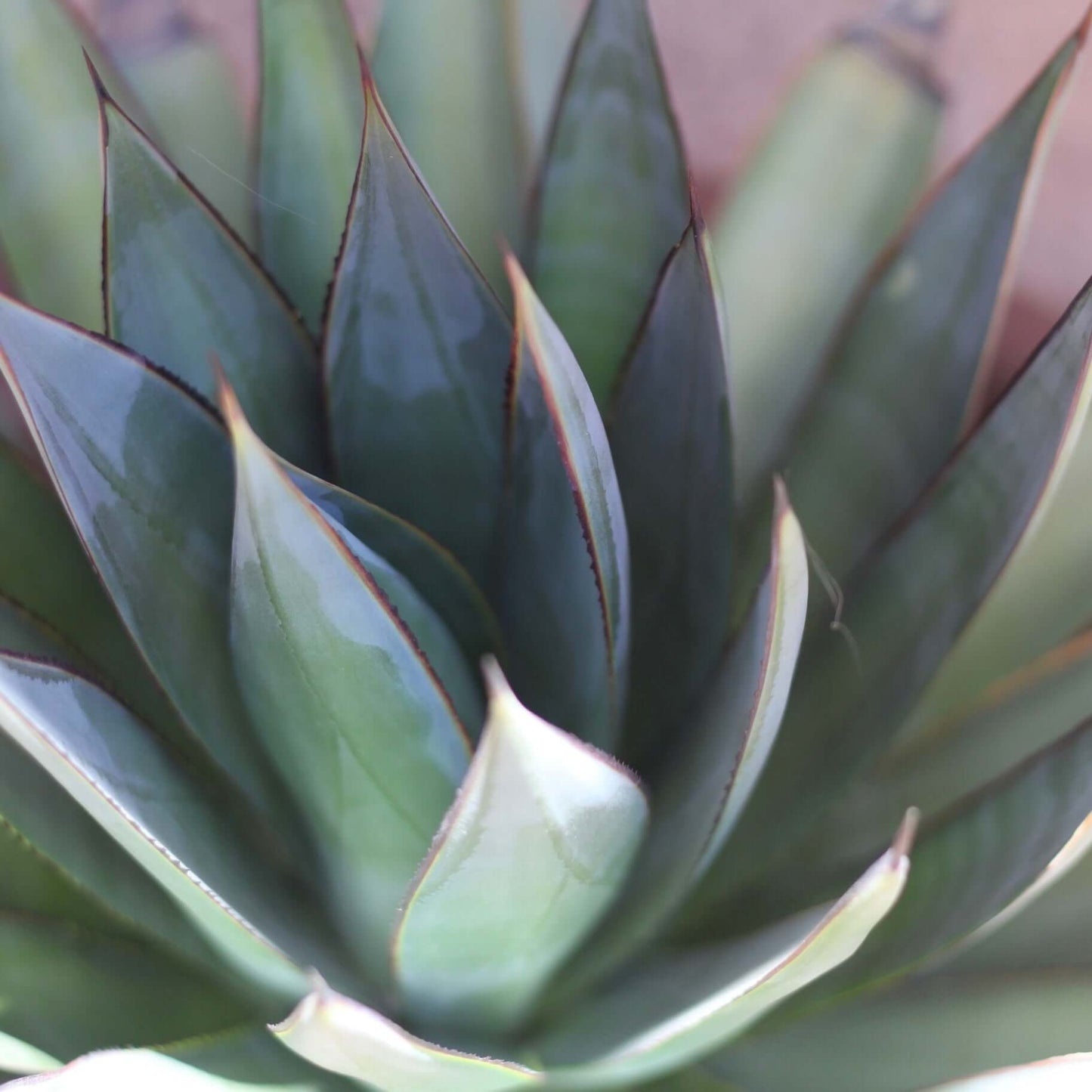 Agave Blue Glow (7823948710143)