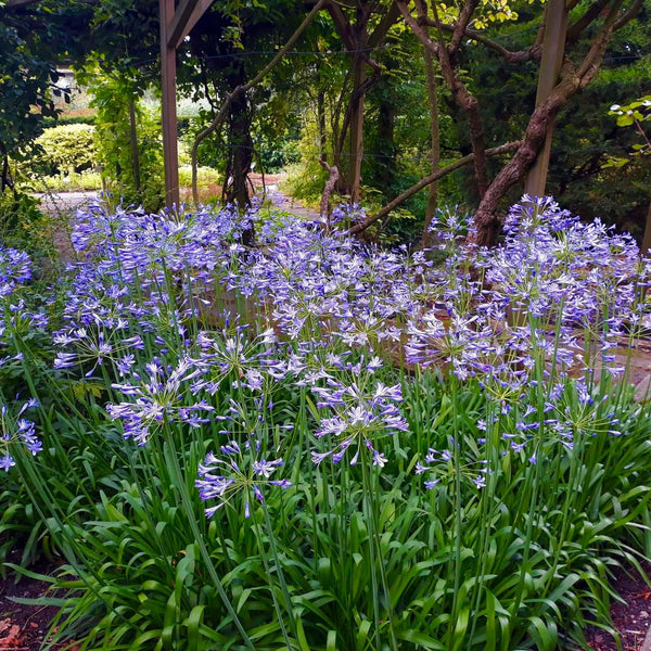 flower lily of the nile Blue Lily of the Nile (Agapanthus africanus) – Plants Express