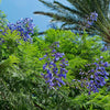 Bonsai Blue Jacaranda