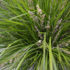 Lomandra Breeze