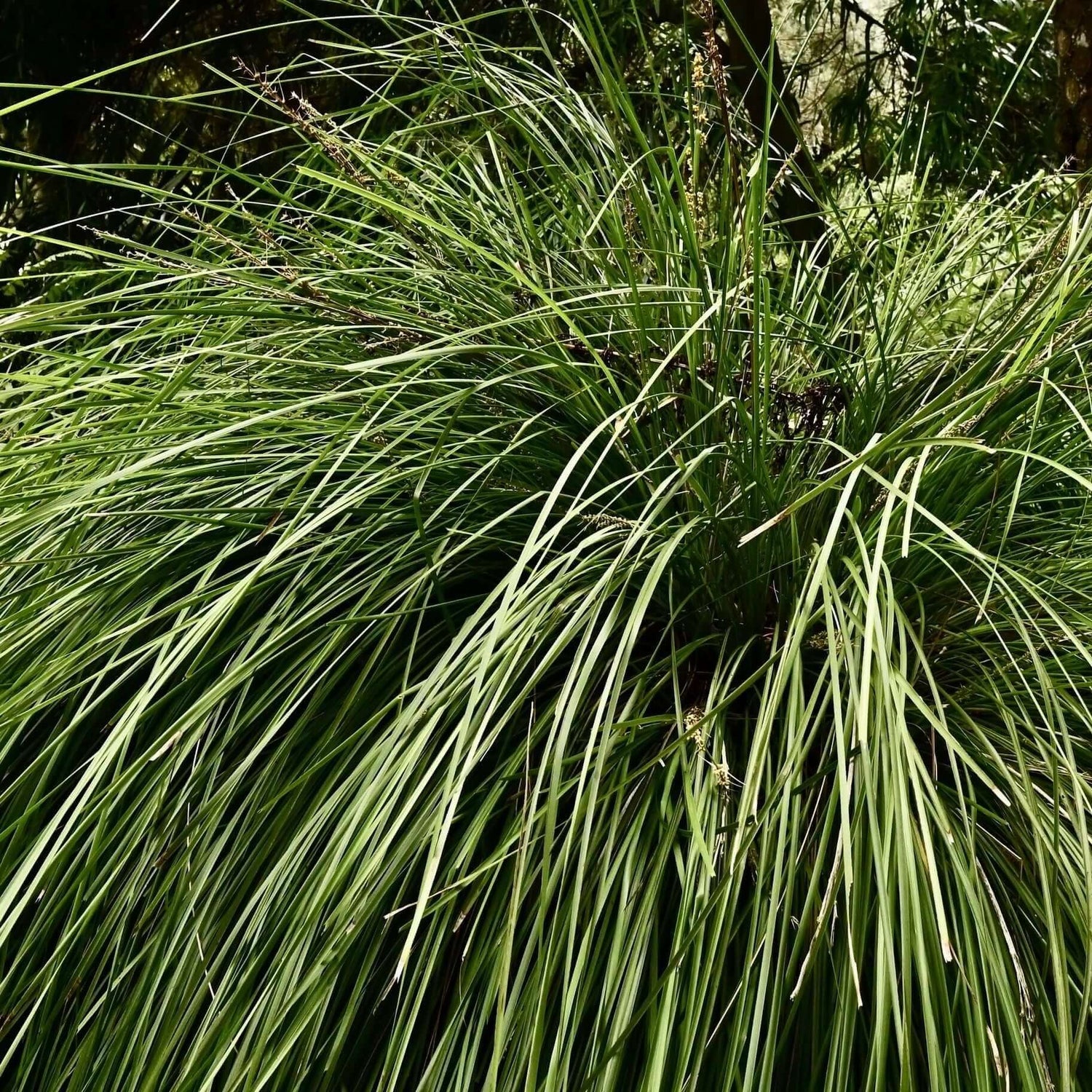 Breeze Dwarf Mat Rush (Lomandra longifolia 'Breeze') – Plants Express