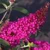 Buzz Hot Raspberry Butterfly Bush