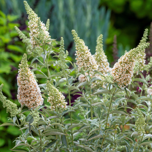Buddleja davidii Buzz Ivory (8008372977919)